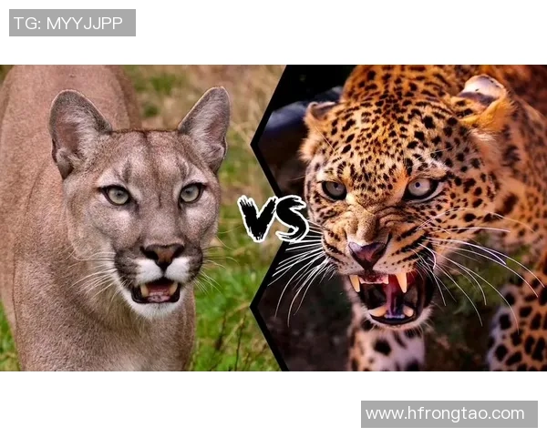 阿特拉斯与美洲狮的历史对决与发展轨迹探讨